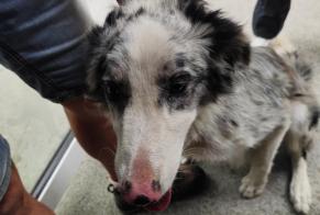 Alerte Découverte Chien croisement Mâle Alban France