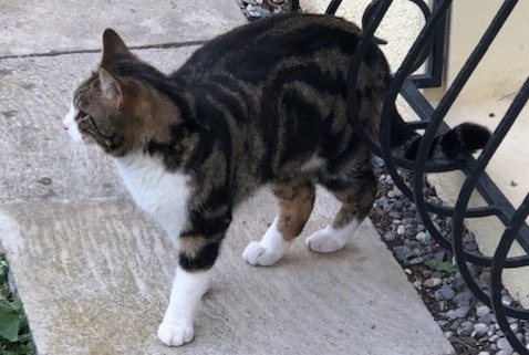 Alerte Découverte Chat Mâle Vouvry Suisse