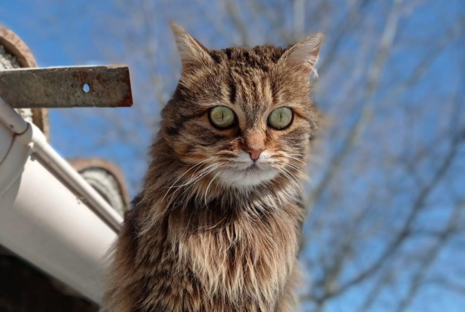 Alerte Disparition Chat Femelle , 6 ans Agonès France