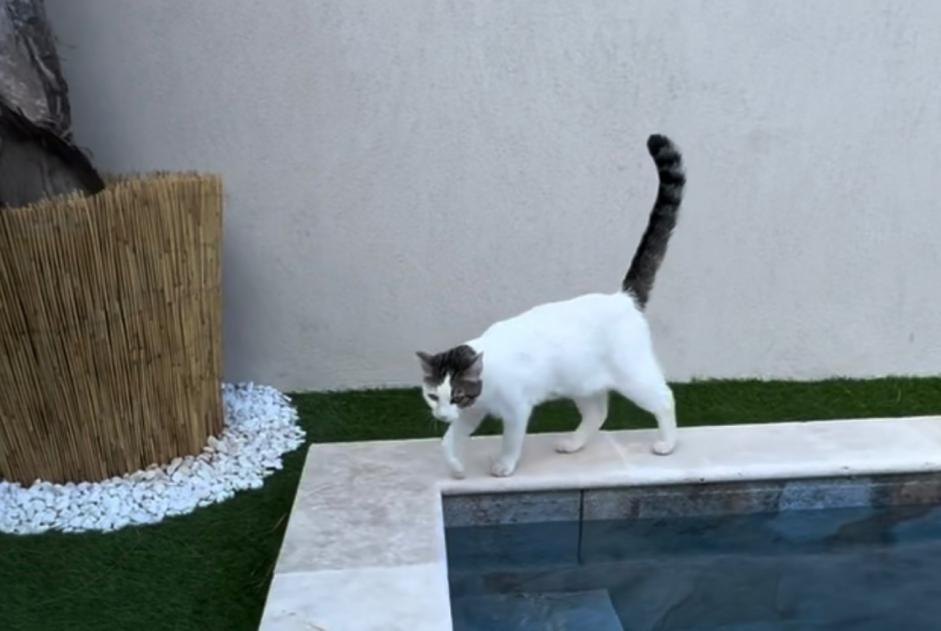 Alerte Disparition Chat croisement Femelle , 2 ans Pignans France