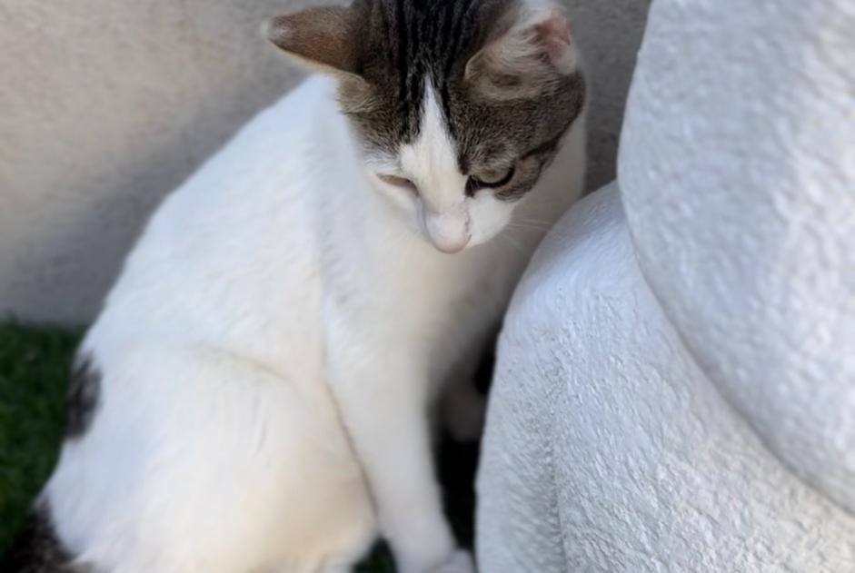 Alerte Disparition Chat croisement Femelle , 2 ans Pignans France