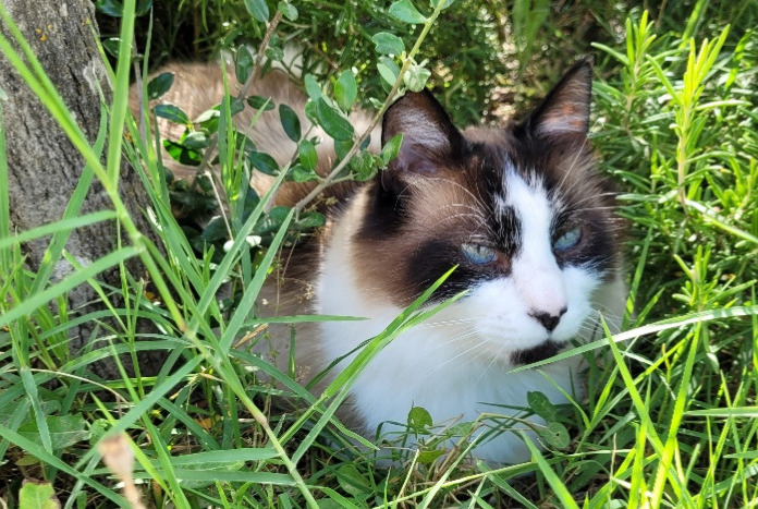 Alerte Disparition Chat Mâle , 10 ans Carpentras France