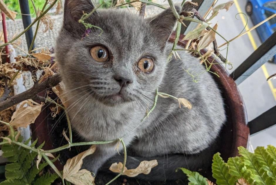 Alerte Disparition Chat  Femelle , 1 ans Lausanne Suisse