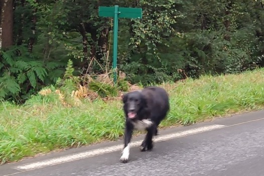 Alerte Découverte Chien Inconnu Plouaret France