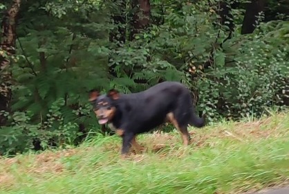 Alerte Découverte Chien Inconnu Plouaret France