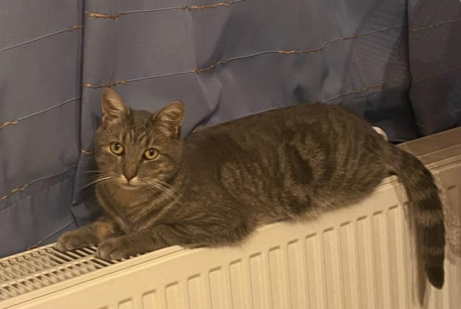 Alerte Disparition Chat Mâle , 3 ans Binche Belgique