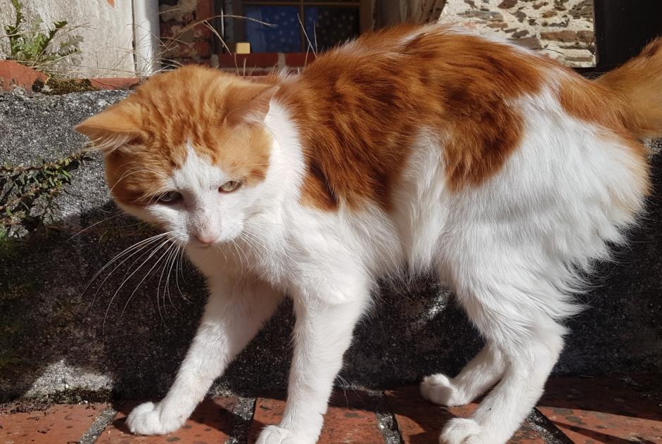 Alerte Découverte Chat croisement Mâle Saint-Vincent-sur-Graon France