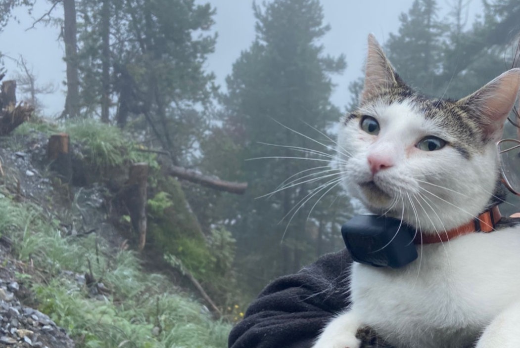 Alerte Disparition Chat Mâle , 3 ans Kandersteg Suisse