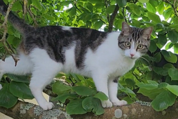 Alerte Disparition Chat Mâle , 2 ans Lorient France