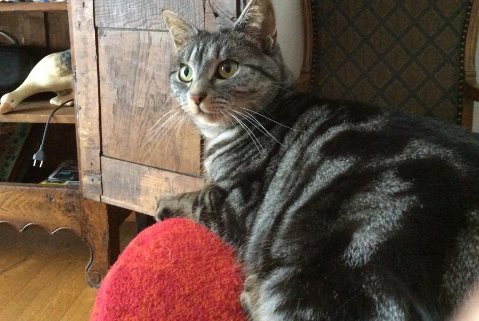 Alerte Disparition Chat  Femelle , 9 ans La Brillaz Suisse