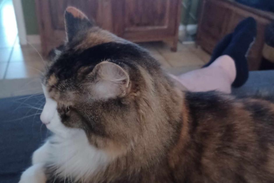 Alerte Disparition Chat croisement Femelle , 8 ans Ans Belgique