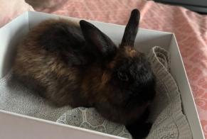 Alerte Découverte Lapin Inconnu Noisy-le-Grand France