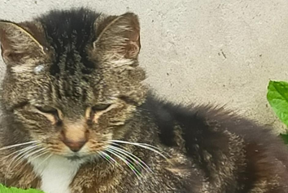 Alerte Découverte Chat croisement Femelle Guillaucourt France