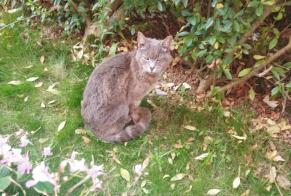 Alerte Découverte Chat Inconnu Saint-Martin-Boulogne France