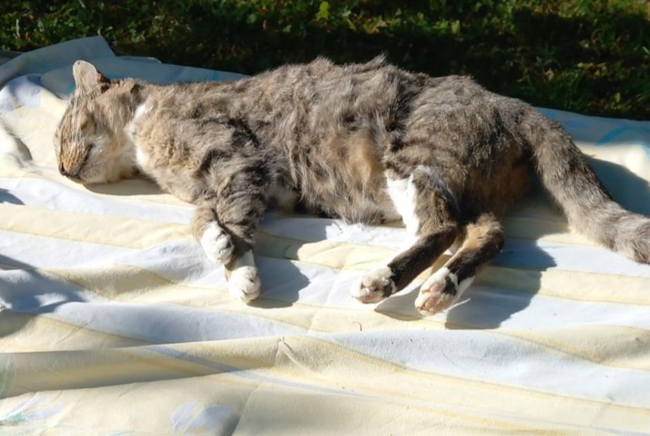 Alerte Découverte Chat croisement Inconnu Montcy-Notre-Dame France