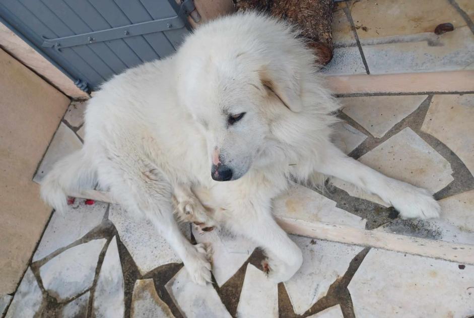 Alerte Disparition Chien  Mâle , 6 ans Bergerac France