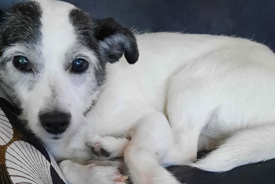 Alerte Découverte Chien croisement Femelle Gardonne France