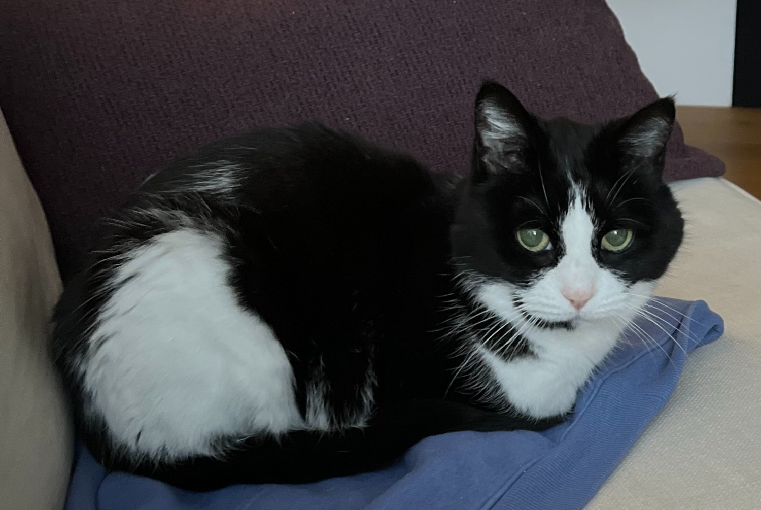 Alerte Disparition Chat Femelle , 18 ans Pompaples Suisse