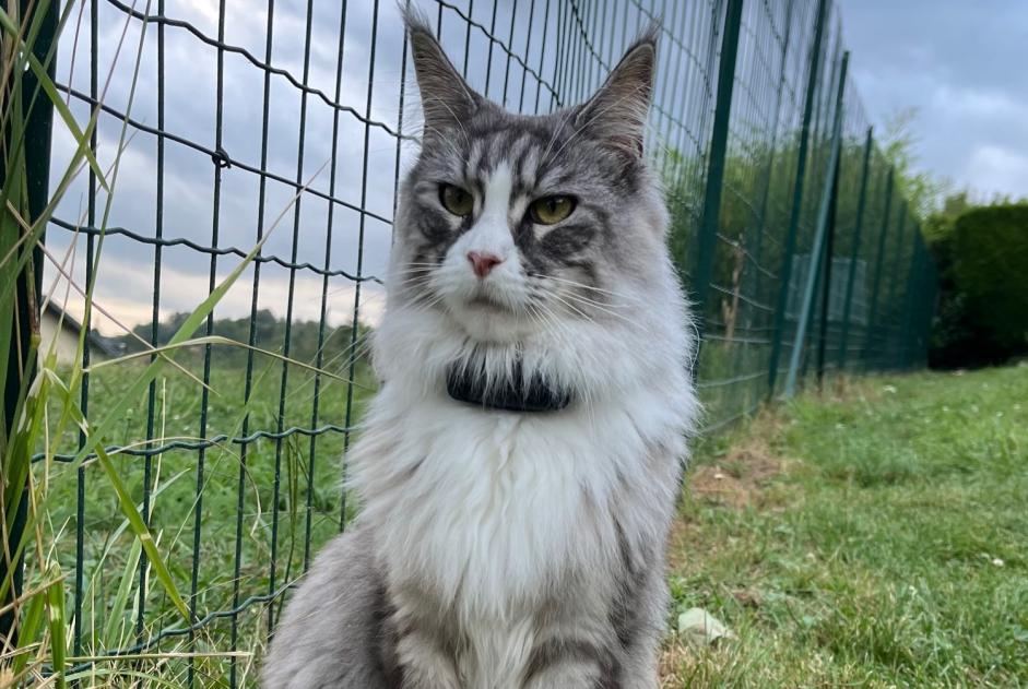 Alerte Disparition Chat  Femelle , 2 ans La Balme-de-Sillingy France