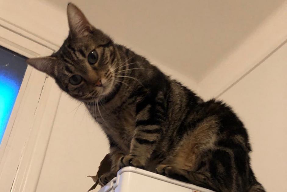 Alerte Disparition Chat Mâle , 7 ans Entraigues-sur-la-Sorgue France