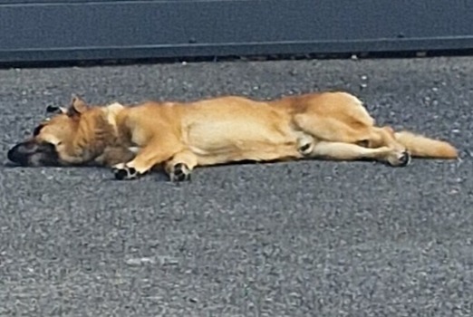 Alerte Découverte Chien croisement Mâle Perpignan France