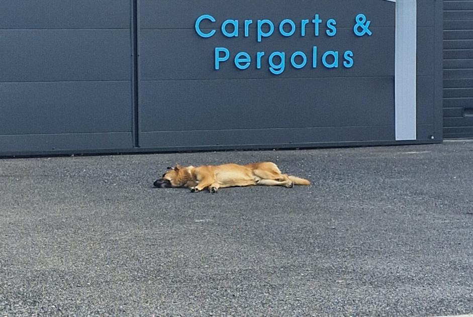 Alerte Découverte Chien croisement Mâle Perpignan France