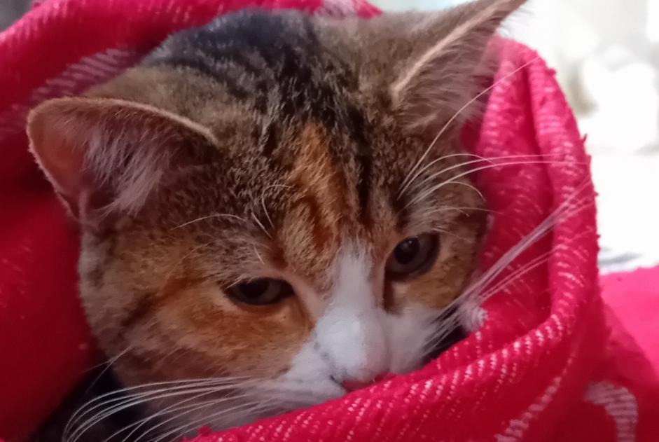 Alerte Disparition Chat croisement Femelle , 1 ans Verviers Belgique