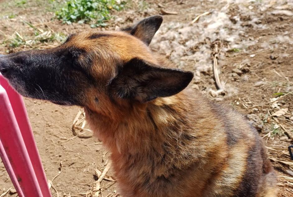 Alerte Disparition Chien  Femelle , 10 ans Le Port France