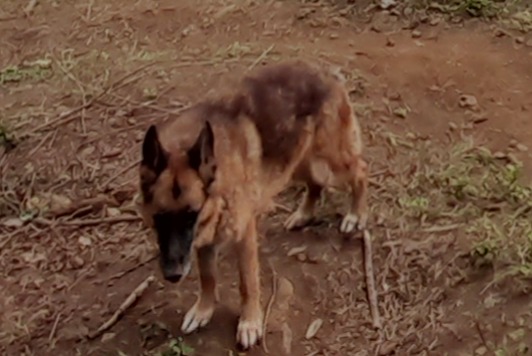 Alerte Disparition Chien  Femelle , 10 ans Le Port France