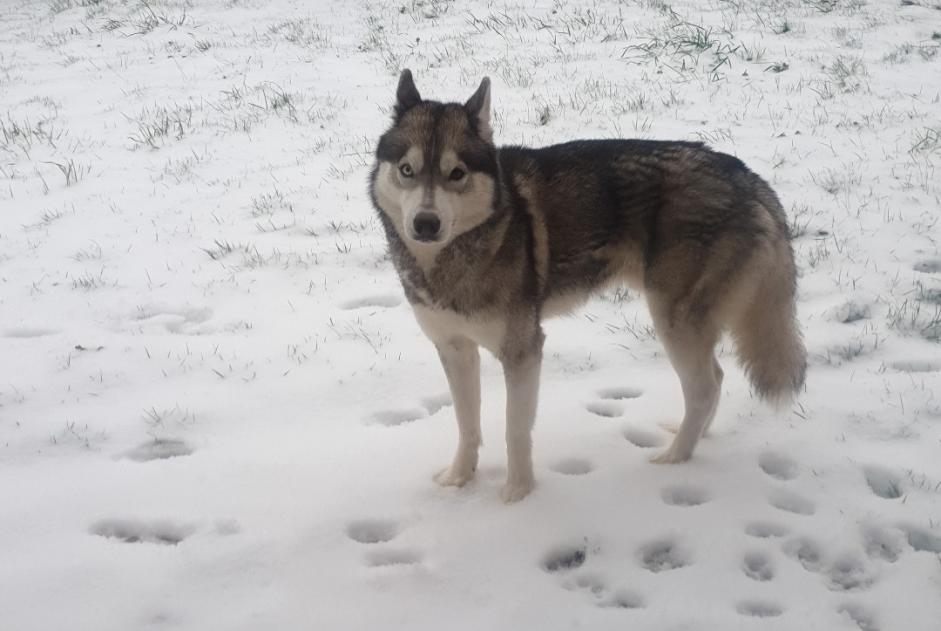 Alerte Disparition Chien  Mâle , 8 ans Hantay France