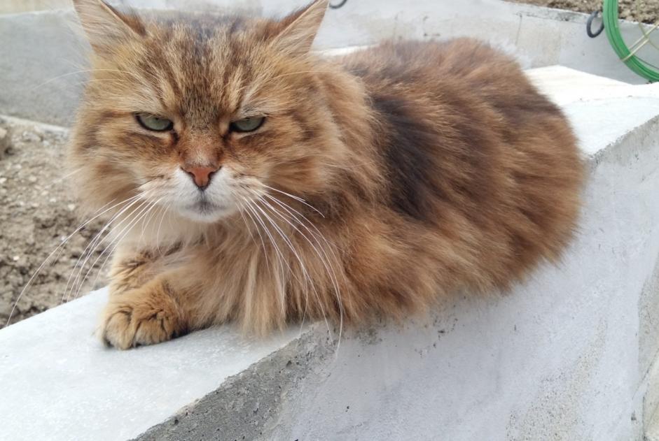 Alerte Disparition Chat Mâle , 12 ans Grenoble France