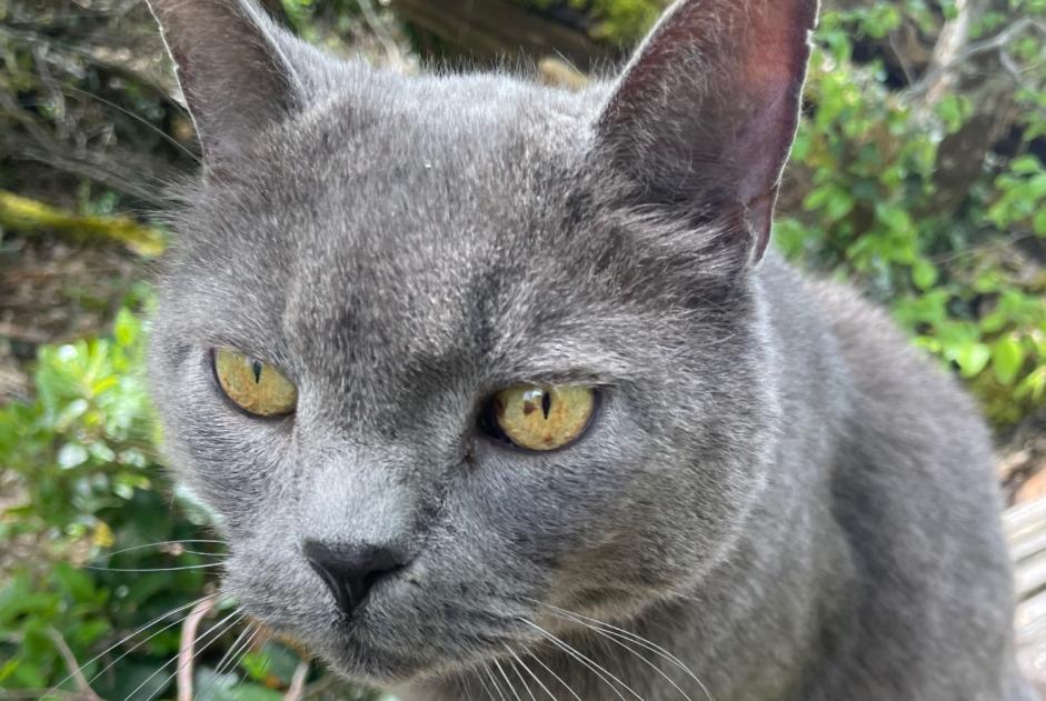 Alerte Disparition Chat Mâle , 12 ans Chanterac France