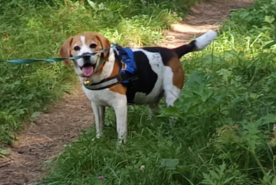 Alerte Disparition Chien  Mâle , 11 ans Pertuis France