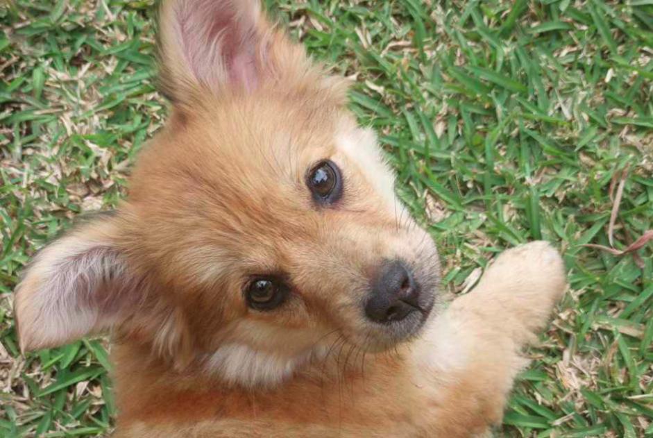 Alerte Disparition Chien croisement Femelle , 0 ans Athis-Mons France