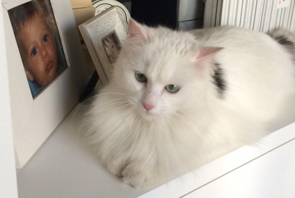 Alerte Disparition Chat croisement Femelle , 11 ans Bois-Colombes France