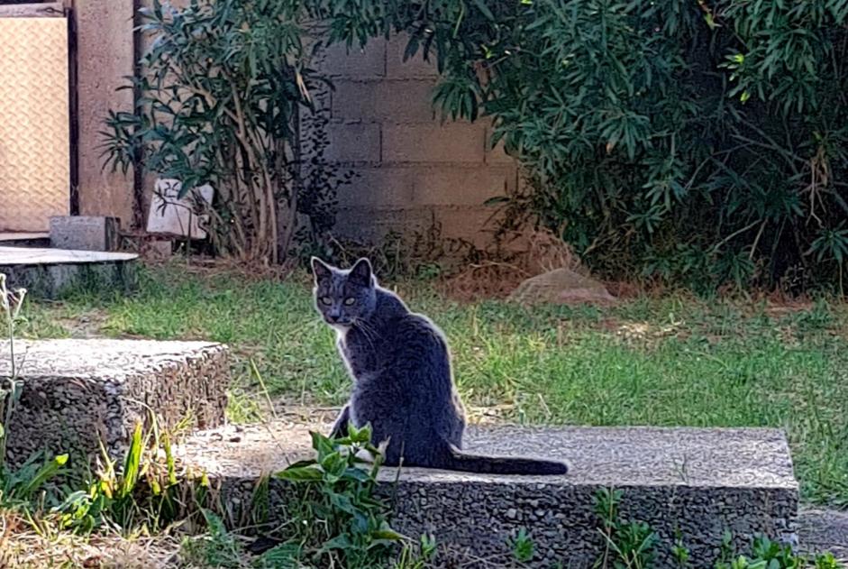 Alerte Disparition Chat  Femelle , 7 ans Auby France