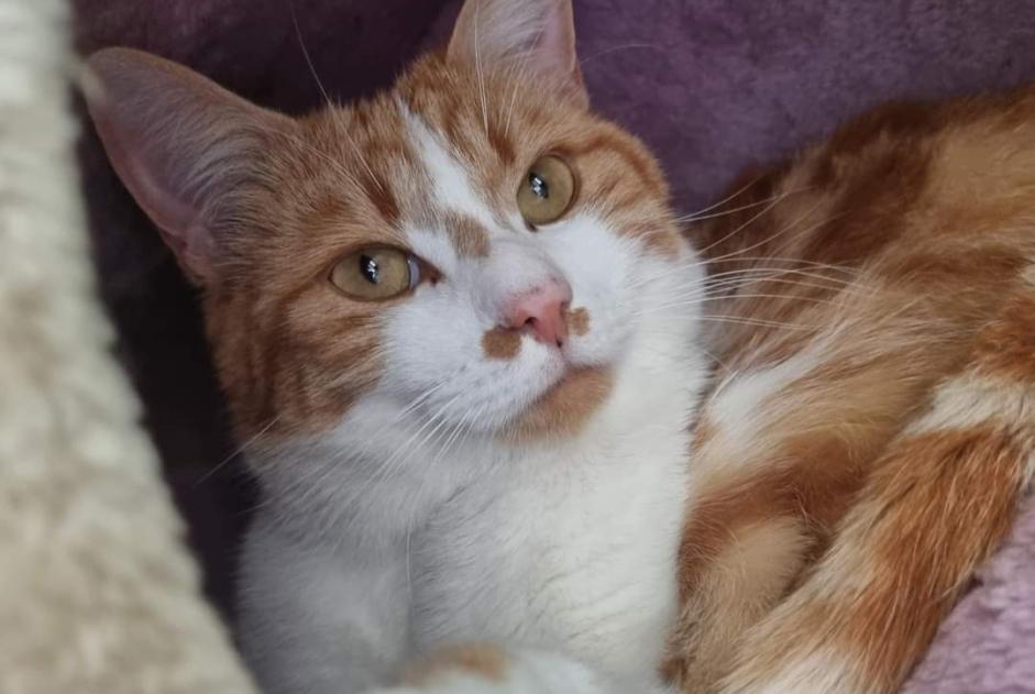 Alerte Disparition Chat Mâle , 2 ans Vullierens Suisse