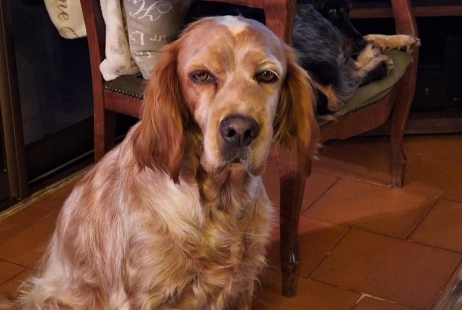 Alerte Disparition Chien  Femelle , 6 ans Thédirac France