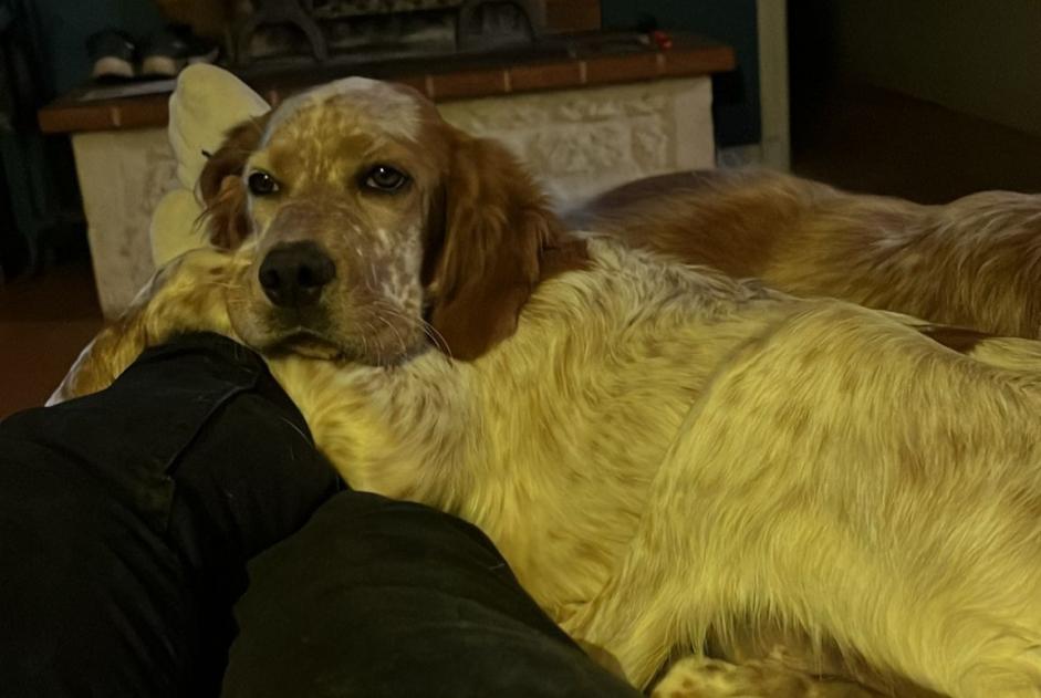 Alerte Disparition Chien  Femelle , 6 ans Thédirac France