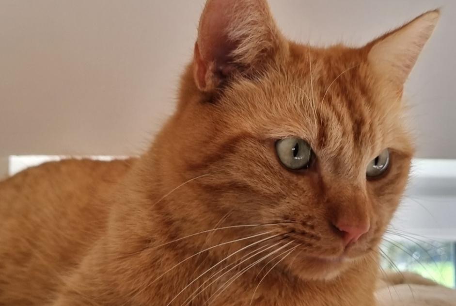 Alerte Disparition Chat Mâle , 3 ans Doucier France