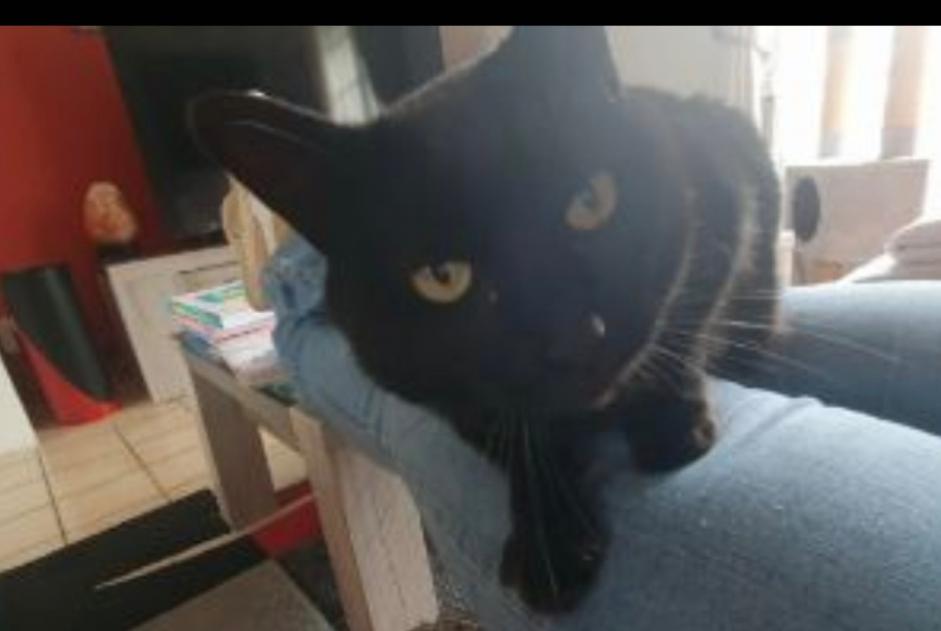 Alerte Disparition Chat croisement Femelle , 9 ans Guilers France