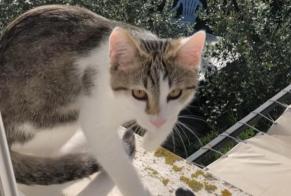 Alerte Disparition Chat croisement Mâle , 0 ans Tarnos France