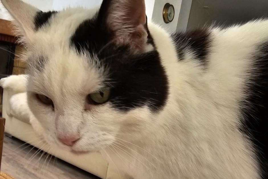 Alerte Disparition Chat Mâle , 11 ans Daillens Suisse