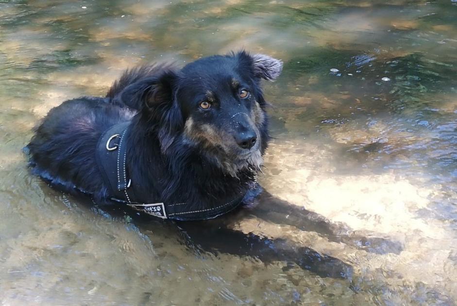 Alerte Disparition Chien croisement Mâle , 3 ans Languidic France