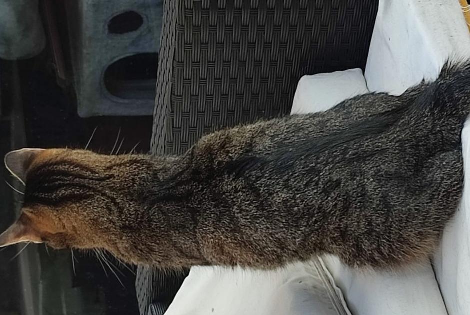 Alerte Disparition Chat Femelle , 4 ans Aniane France