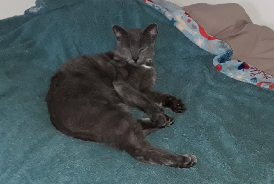 Alerte Disparition Chat  Mâle , 2 ans Bourges France