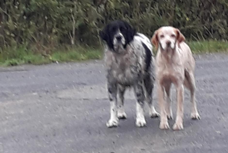 Alerte Découverte Chien  Inconnu Marans France