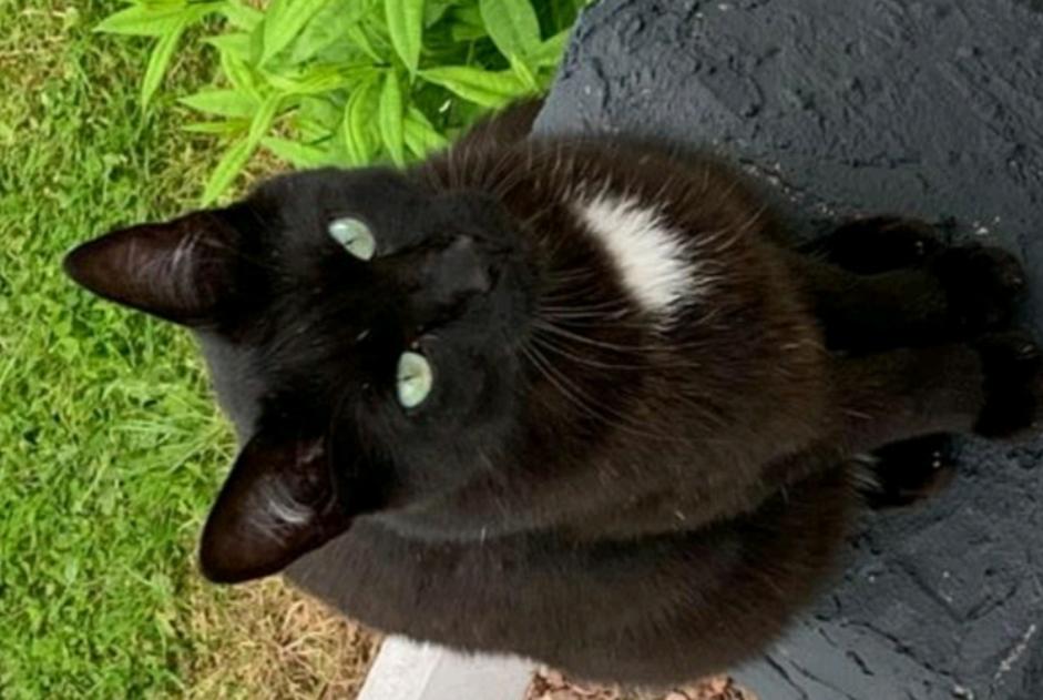 Alerte Disparition Chat Mâle , 3 ans Plaine-de-Walsch France