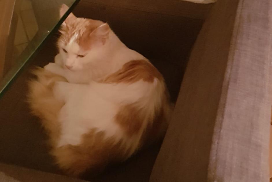 Alerte Disparition Chat croisement Mâle , 6 ans Villaz Suisse