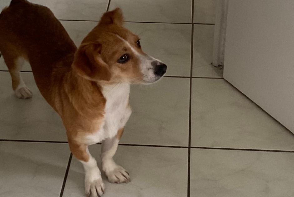 Alerte Disparition Chien croisement Femelle , 23 ans Lyon France